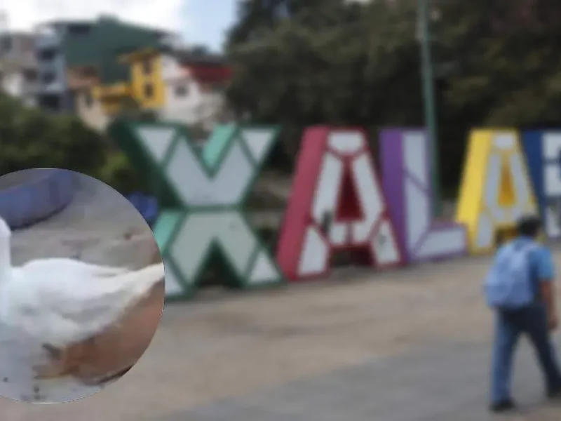 La historia de “alotas”, el pato de Xalapa que se hizo tendencia: todo sobre su búsqueda