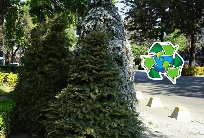 ¿Tu árbol de Navidad no es basura? Aquí te contamos por qué convertirlo en composta