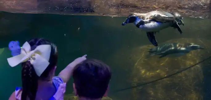 Aquarium de Veracruz ofrece 15% de descuento en el Taller de Verano