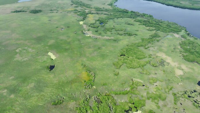 Profepa y BlueMX Mangrove fortalecen alianzas para la restauración de humedales en Veracruz