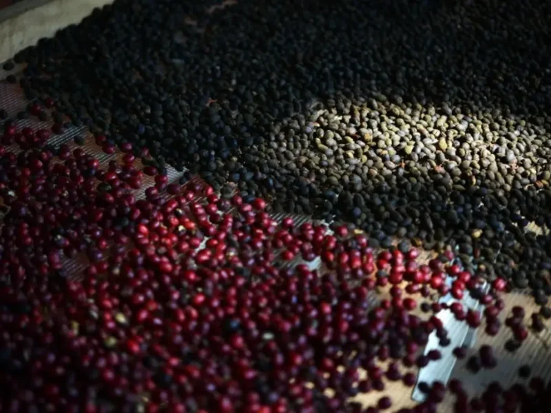 Alza de precios del café no llega a productores veracruzanos; esto es lo que exigen